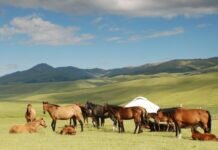 Голландия сарапшылары Күршім-Марқа өңірін мал өсіруге табылмайтын жер деп таң қалды